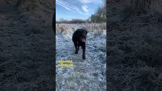 Chocolate Labrador. Bear The Snow Dog.