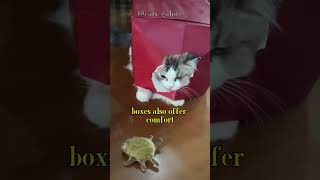 Cats and their box #shorts