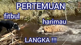 pertemuan Fitbul(Pit Bull) dan Harimau | Pit Bull and Tiger meeting