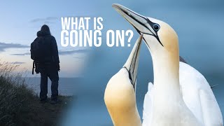 Why do Gannets Look so Odd This Year?  I head to Bempton Cliffs to find out! Also… PUFFINS!!!