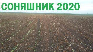 СОНЯШНИК-2020🇺🇦