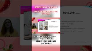 Рассада для земляники садовой #клубника #рассада #сад #shorts #youtube #посадка #земляника #теплица