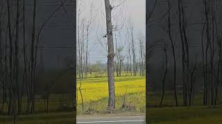 beautiful drive from pulwama to srinagar