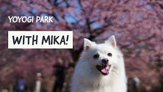 Biking to Yoyogi Park with MIKA! | 代々木公園のドッグラン | with early blooming sakura!