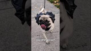 Love what you got 💜 #dog #pug #cute #funny #fyp #shorts