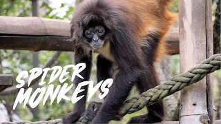 Spider Monkeys