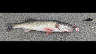 Trolling Lake Erie Walleye - Crawler Harness Behind Off Shore Tadpole Diver