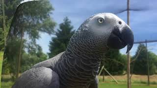 L'escadrille de la Parrot WildLife Foundation ©     Flight Training