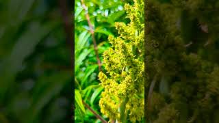 Super slow-mo of a bee 🐝 taking off from a flower in summer! 😱 #shorts