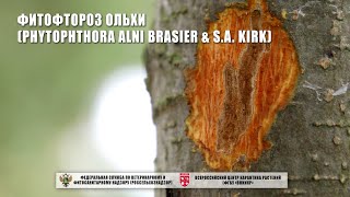 Фитофтороз ольхи (Phytophthora alni Brasier & S.A. Kirk)