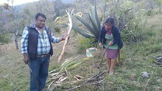 degustando unas ricas cañas a la braza con mi esposo en el campo