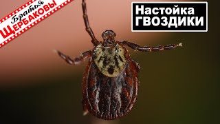 Реакция КЛЕЩЕЙ на НАСТОЙКУ из бутонов ГВОЗДИКА! Можно ли отпугнуть паразитов бюджетно?