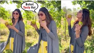 Shilpa Shetty CRAZIEST Reaction on Seeing Varities Of FRUITS Tree In Manali | Hungama 2