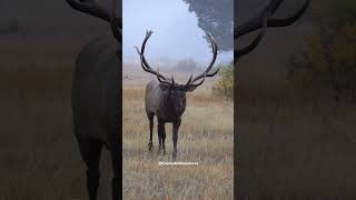 The Largest Bull Elk in the Rocky Mountain National Park