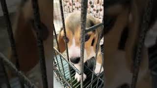 Cute beagle puppy barking|❤️❤️❤️😍|Female cute dog❤️❤️❤️