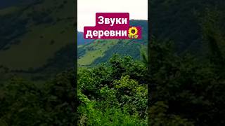 Коровы, куры, пение птиц, так звучит деревня, село Тагирджал, Кцӏар, village sounds