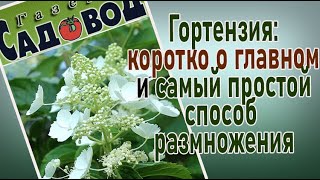 Гортензия: коротко о главном и самый простой способ размножения