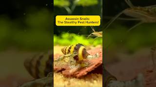 Assassin Snails: The Stealthy Pest Hunters! AquaVerse #assasinsnail #aquascape #shorts