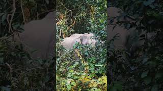 elephant in denger #wildpredator #elephantnature #nature #elephantelephant #sound #scary #paranormal