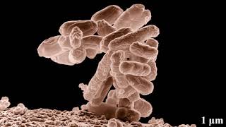 Microbes | Wikipedia audio article