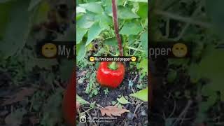 My first ever red pepper #gardenharvest #allotment #gardening #garden #veggies #kitchengardening