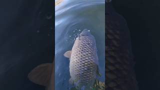 Big carp while vertical fishing😅🐟