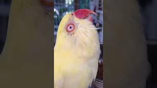 Welcome to Jurassic Park: Bird Style | #indianringneckparrot #funnybirds #funnyparrot