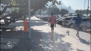 Unforgettable Moments: Dogs Enjoying the Beach in Brazil