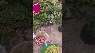 Вітаю ПІДПИШИСЬ SUBSCRIBE Поради щодо садівництва своїми руками Diy gardening tips