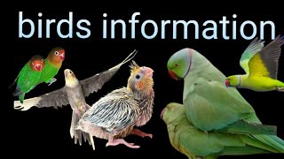 birds information / Cocktail Parrot ko kya hua 🤔