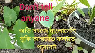 The fastest way to grow taro plants(very easy).#bangla #2023