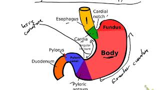 Regions of the stomach H pylori