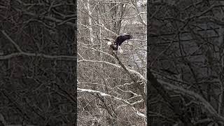 Big bald eagle perched over river