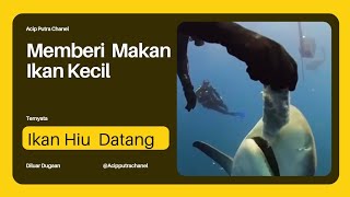 Virall! Gara gara memeberi makan ikan kecil, Ikan Besar membinasakan#Short