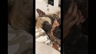 goodnight sleepyhead…😴 #frenchbulldoglove #cute #dog #love #sleepy #fyp #shortsvideo