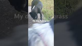 Why my dog eat grass ? Needs help #dog #subscribe #doglover #chiwawa #puglife #help