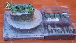 Get a FREE plastic Boxes & Containers for Plants - How to use it