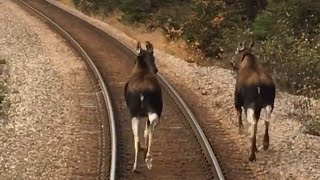 Two deer move in front of the train on the tracks, headed with three EMD SD70ACe Locomotive