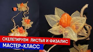 Скелетируем  листья и физалис - мастер-класс