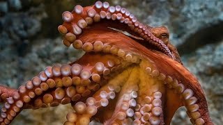 Meet a Giant Pacific Octopus with OctoNation at Aquarium of the Pacific! Earth Day Cephalo-bration!