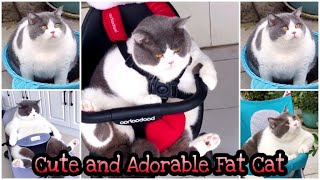 Cute and Adorable Fat Cat