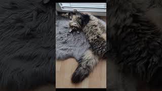 Maine Coon/Cat