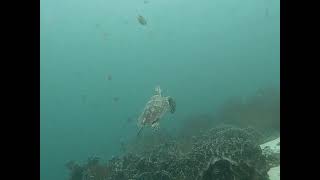 Scuba Diving at Menjangan Island, Bali, Indonesia