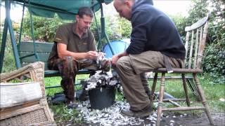 Crowning 30 Wood Pigeons the quick way (no knifes/tools etc.)