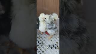 Cute Chicks has Arrived In My Incubator #subscribe #youtube #youtubeshorts #shorts #cute #viral #fyp