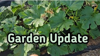 Spring Vegetable Garden Update (March 2024)