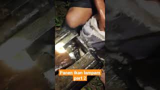 Panen Ikan Lampam 20 Kg Part 2