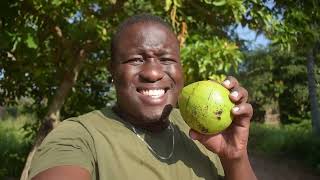 Millennial Technique To Choose The Best Avocado In Africa For Consumption