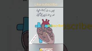 #محبت کا اظہار کرتے جائے #نبی  کے چار یار #youtubeshorts