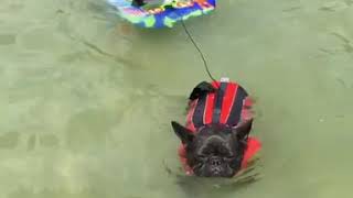 Frenchies go surfing. | LadDog